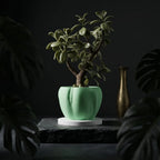 Organic curves planter view 6