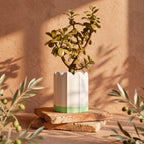 White ridged planter with green drip tray in warm sunlight on a stone surface